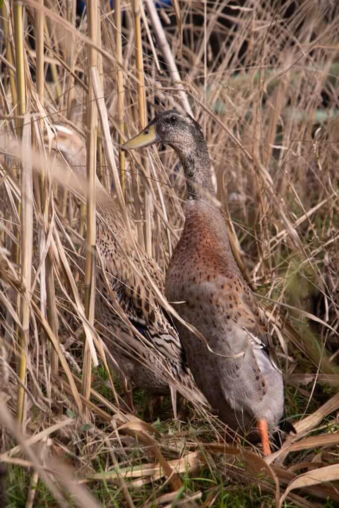 canards coureurs indiens