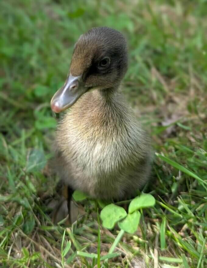 canards coureurs indiens